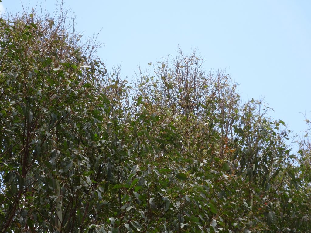 Upper crown defoliation and 'broomtopping' caused by Gonipterus larval feeding. Image: Simon Lawson, USC